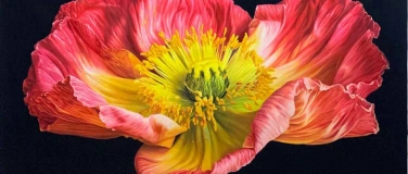 Event-Image for 'Ausstellung: Maienwonne, Maienblüte'