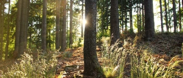 Event-Image for 'Empowerment Day Kassel  Coaching, Qigong, Waldbaden'