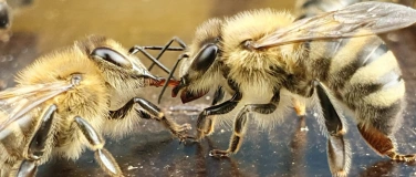 Event-Image for 'Das Wunderwesen Honigbiene'
