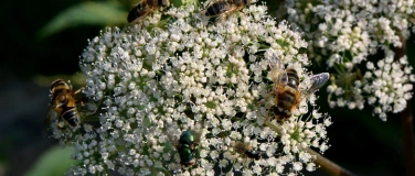 Event-Image for 'Ein Garten für Insekten'