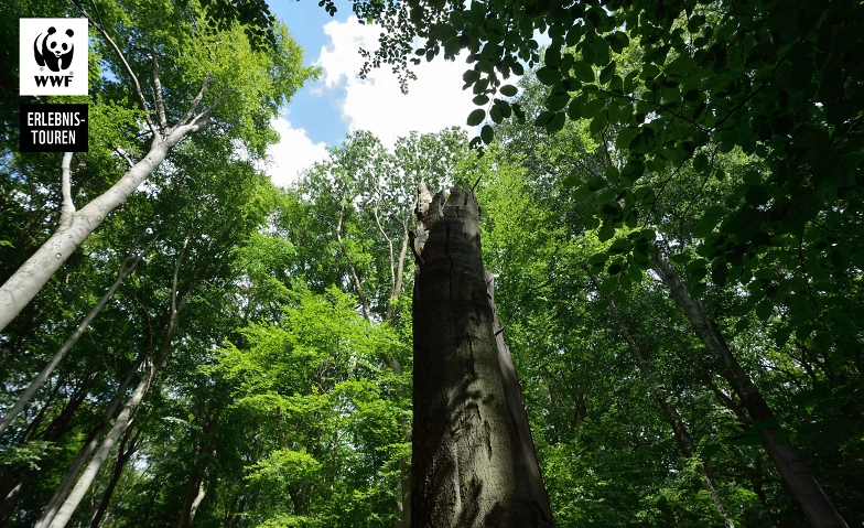 Event-Image for 'WWF Erlebnistour "Unsere faszinierenden Wälder"'