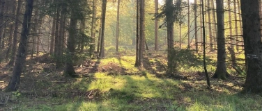 Event-Image for 'Waldbaden*Kurs /  Shinrin Yoku'