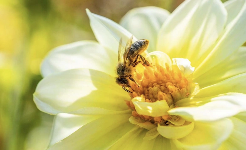 Event-Image for 'Infotage Bienenfreundliche Pflanzen'