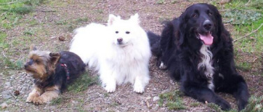 Event-Image for 'Verhaltenstherapeutisch ausgerichtete Welpen/Hundekurse (Kop'