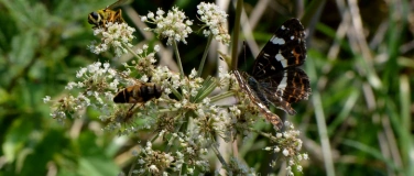 Event-Image for 'Insektenschutz durch ökologisches Gärtnern'