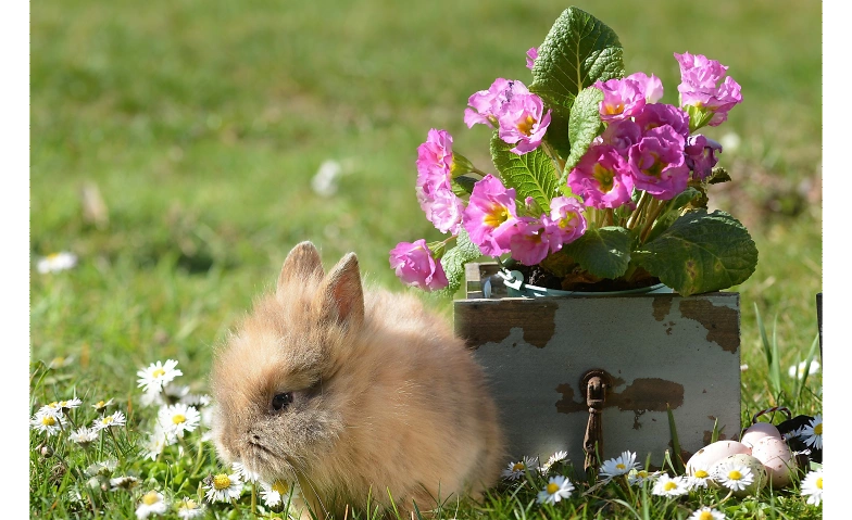 Event-Image for 'Ostern wird lecker! ...unser Angebot an Ostersamstag'