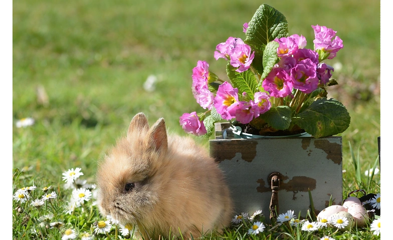 Event-Image for 'Ostern wird lecker! ...Osterbrunch im Schäferberg'