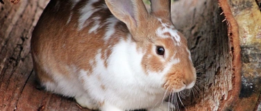 Event-Image for 'Abwechslungsreiche Haltung von Kaninchen und Nagetieren'