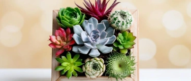 Event-Image for 'WORKSHOP: Lebendiges Pflanzenbild'