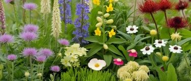 Event-Image for 'WORKSHOP: Heimische Wildstauden und ihre Verwendung'